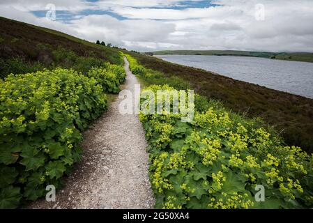 Alchemilla vulgaris (manteau de dame) réservoir Grimwith North Yorkshire Banque D'Images