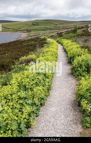 Alchemilla vulgaris (manteau de dame) réservoir Grimwith North Yorkshire Banque D'Images