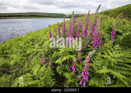 Digitalis purpurea (foxglove) à Grimwith Reservoir North Yorkshire Banque D'Images