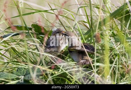 Saule nourrissant des jeunes nains de nid, Phylloscopus trochilus, Pembrokeshire Wales UK Banque D'Images
