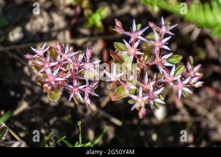 Sedum spium, la stonecrop caucasienne Banque D'Images