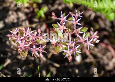 Sedum spium, la stonecrop caucasienne Banque D'Images