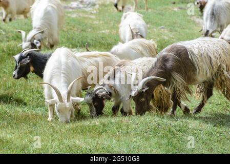Troupeau de chèvres dans la région du Ladakh de l'Himalaya avec des cheveux longs et doux. Banque D'Images