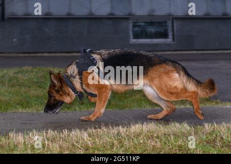 Chien de police berger allemand. Gros plan. Banque D'Images