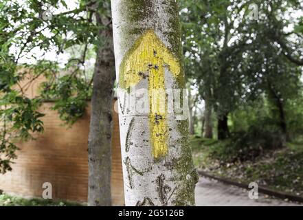 Arrow Camino Santiago dans l'arbre, la nature et la randonnée, forêt Banque D'Images