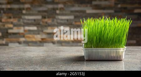 Herbe de blé. Grains de blé germés dans un récipient en plastique. Lactosérum pour la consommation humaine. Concept de régime alimentaire, bannière végétarisme et véganisme. En bonne santé Banque D'Images