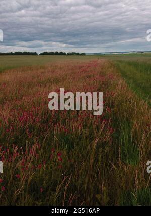 Un champ rouge foncé brillant avec des têtes de fleurs de Sainfoin (Onobrychis viciifolia) croissant dans la prairie de craie de la plaine de Salisbury Banque D'Images