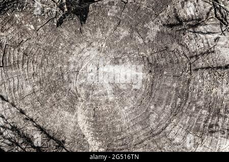 Texture circulaire désaturée de vieux bois. Affiche votre image du style vintage souhaité. Banque D'Images