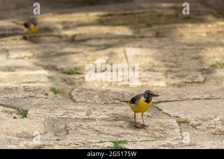 Queue de cheval grise (Motacilla cinerea) avec une libellule dans son bec pour nourrir son jeune, juin, Angleterre, Royaume-Uni Banque D'Images