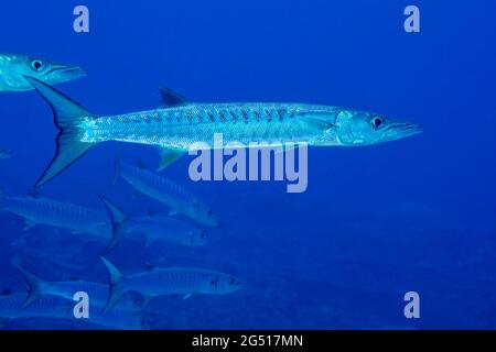 Blackfin barracuda, Sphyraena génie, forment de grandes écoles sur le côté seward du récif et sont également appelés barracuda à chevron, Yap, Micronésie Banque D'Images