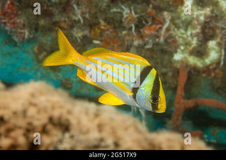 Le poisson-porcins, Anotremus virginicus, est une espèce de ronce appartenant à la famille des Haemulidae. Il est originaire de l'ouest de l'océan Atlantique. Photographie Banque D'Images