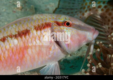 Cette crevette commensale, Periclemenes holthuisi, a quitté la sécurité de sa maison dans les tentacules de corail pour examiner les branchies de ce poisson-chèvre à point, Banque D'Images