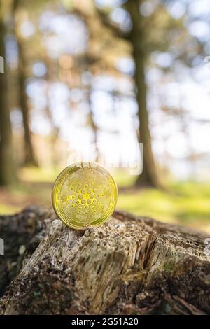 Gros plan de Cardano sur un arbre en plein air avec fond vert naturel forêt floue avec espace de copie. Une seule pièce de monnaie crypto-monnaie ADA or. Banque D'Images