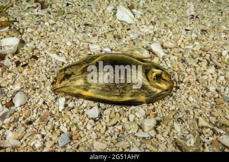 C'est le coquetier d'un requin zébré, Stegostoma fasciatum, également connu sous le nom de requin léopard. Un membre du petit groupe de requins qui peuvent se reposer sur Banque D'Images