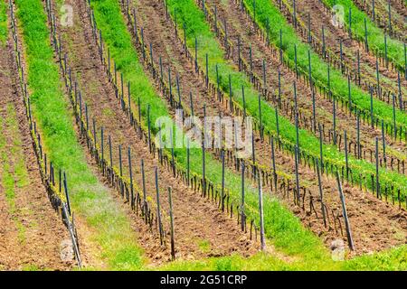 Vignobles vus du Mémorial de Niederwald, Rüdesheim, célèbre village viticole dans le paysage du Rheingau sur le Rhin, Hesse, Allemagne, Europe Banque D'Images