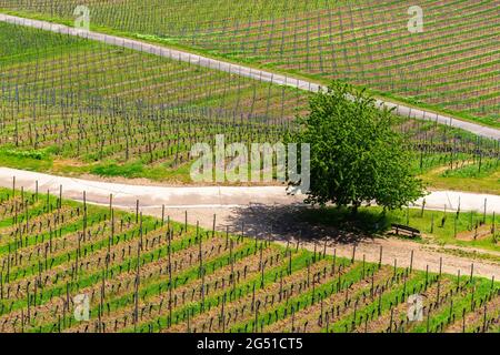 Vignobles vus du Mémorial de Niederwald, Rüdesheim, célèbre village viticole dans le paysage du Rheingau sur le Rhin, Hesse, Allemagne, Europe Banque D'Images