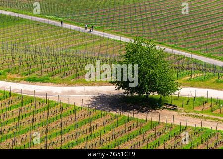 Vignobles vus du Mémorial de Niederwald, Rüdesheim, célèbre village viticole dans le paysage du Rheingau sur le Rhin, Hesse, Allemagne, Europe Banque D'Images