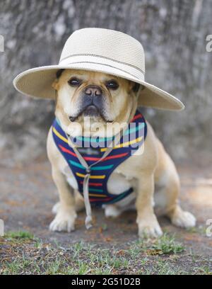 Brun clair Frenchie masculine habillée et posant. Parc pour chiens hors-laisse dans le nord de la Californie. Banque D'Images