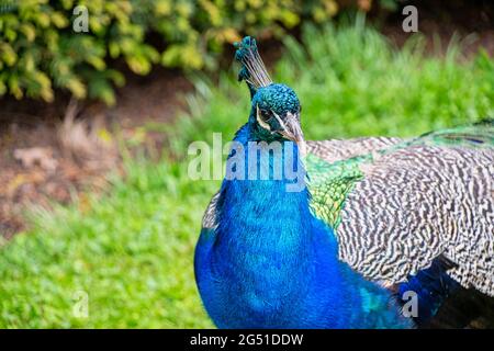 Un oiseau de paon adulte marchant sur de l'herbe Banque D'Images