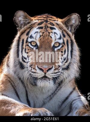 Tigre d'Amour femelle (Panthera tigris altaica) Banque D'Images