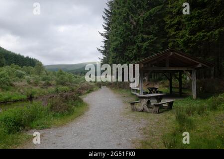 Severn Way et Wye Valley Walk dans la forêt de Hafren, pays de Galles, Royaume-Uni Banque D'Images