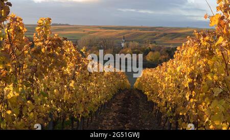 octobre doré couleurs d'automne des champs de vin en Rhénanie-Palatinat Allemagne Banque D'Images