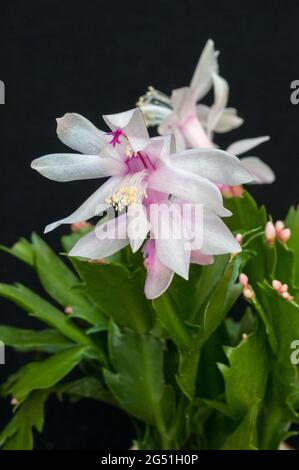 Gros plan de Schlumbergera truncata ou Crab cactus hiver floraison avec des fleurs blanches, les membres de la famille des cactaceae poussent à l'intérieur comme gel tendre Banque D'Images