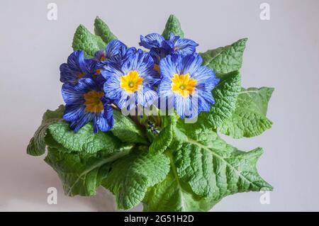 Gros plan de primula Moonstone une rosette bicolore F1 Polyanthus qui est bleu et blanc veiné avec un jaune centre une fleur de printemps vivace Banque D'Images