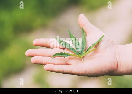Homme tenant légal Green marijuana Cannabis Sprout dans sa main paume. Cannabis belle plante de cannabis à la marijuana Banque D'Images