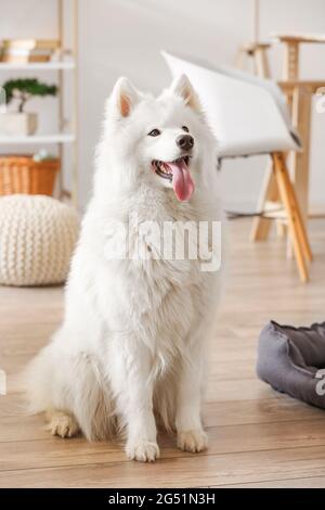 Joli chien Samoyed dans le salon Banque D'Images