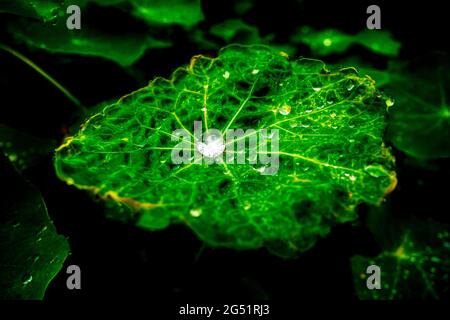 Gros plan de la rosée sur la feuille verte de Naturtium Banque D'Images