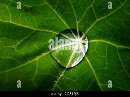 Gros plan d'une seule goutte de rosée sur la feuille verte de Naturtium Banque D'Images