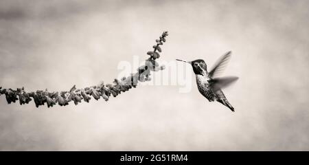 Un colibri planant près des fleurs en noir et blanc Banque D'Images