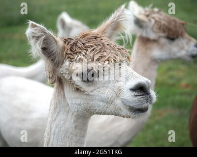 Vue rapprochée de la tête d'un Alpaca blanc mignon Banque D'Images