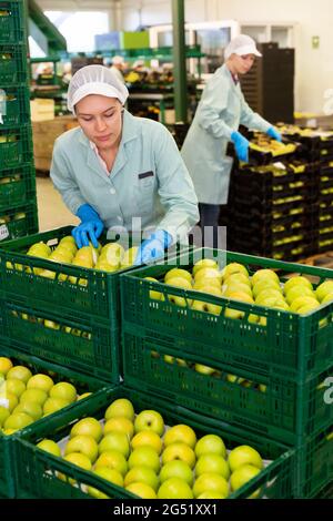 Employé inspectant la qualité des pommes dans l'usine de tri Banque D'Images