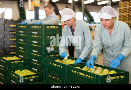 Employé inspectant la qualité des pommes dans l'usine de tri Banque D'Images