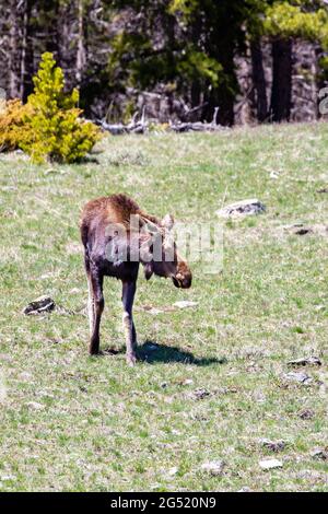 Jeune orignal féminin (Alces alces) dans les montagnes Big Horn, Wyoming, à la fin de mai, vertical Banque D'Images