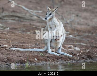 Wallaby agile avec joey dans sa poche, Banque D'Images