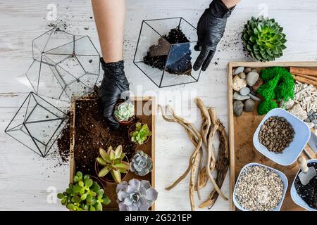 Vue de dessus femme jardinier mains dans l'arrangement de gants de protection succents dans les florariums en verre Banque D'Images