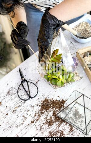 L'arrangement de fleuriste femelle suce les plantes naturelles en florarium de verre sur des pierres décor de près Banque D'Images