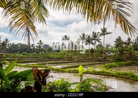 Champ de riz inondé à Yeh Pulu - ancien relief à DESA Bedulu, Kabupaten Gianyar, Bali, Indonésie. Banque D'Images