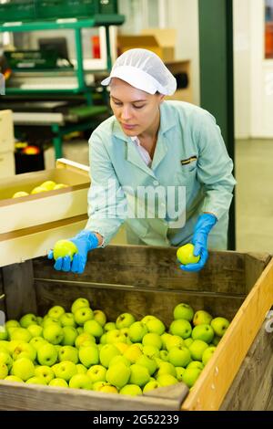 inspection de la qualité des pommes par des femmes Banque D'Images