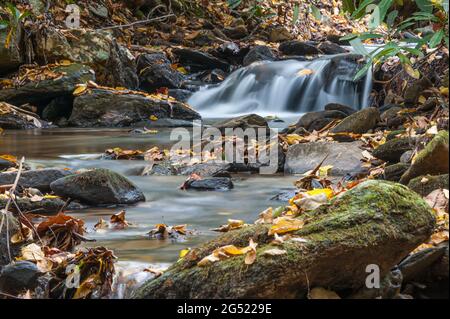 Les feuilles d'automne couvrent les rochers et la rive du ruisseau le long d'un ruisseau de montagne apaisant près d'Asheville, en Caroline du Nord. (ÉTATS-UNIS) Banque D'Images