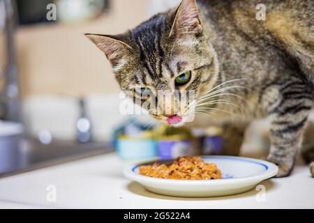 Gros plan de chat mignon au Nevada Banque D'Images