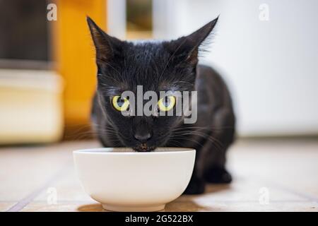 Gros plan de chat mignon au Nevada Banque D'Images