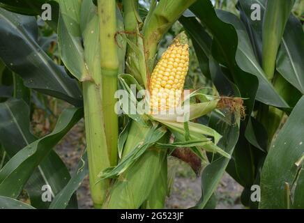 Culture du maïs et estimation du rendement du maïs. Gros plan d'une grosse épis de maïs, épis de maïs sur une plante de maïs aux grains mûrs. Banque D'Images