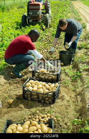 Les jardiniers triant les pommes de terre pendant la récolte à l'extérieur Banque D'Images