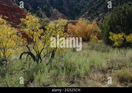 Assortiment coloré d'arbres dans la vallée du canyon de Palo Duro avec falaise en arrière-plan Banque D'Images