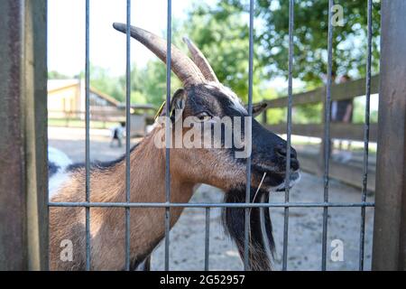 Gros plan d'une chèvre brune dans le parc naturel de Cabarceno à Cantabrie, Espagne. Banque D'Images