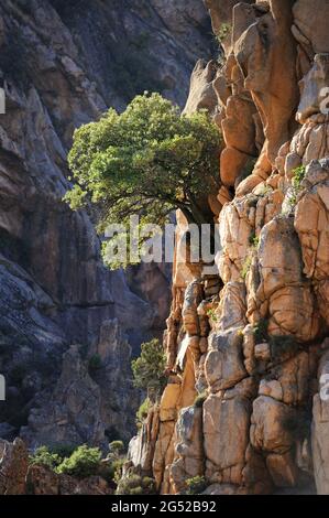 FRANCE. CORSE DU SUD (2A) PETIT ARBRE QUI POUSSE DANS LE PAYSAGE DE PIERRE DE CALANCHES DE PIANA. Banque D'Images